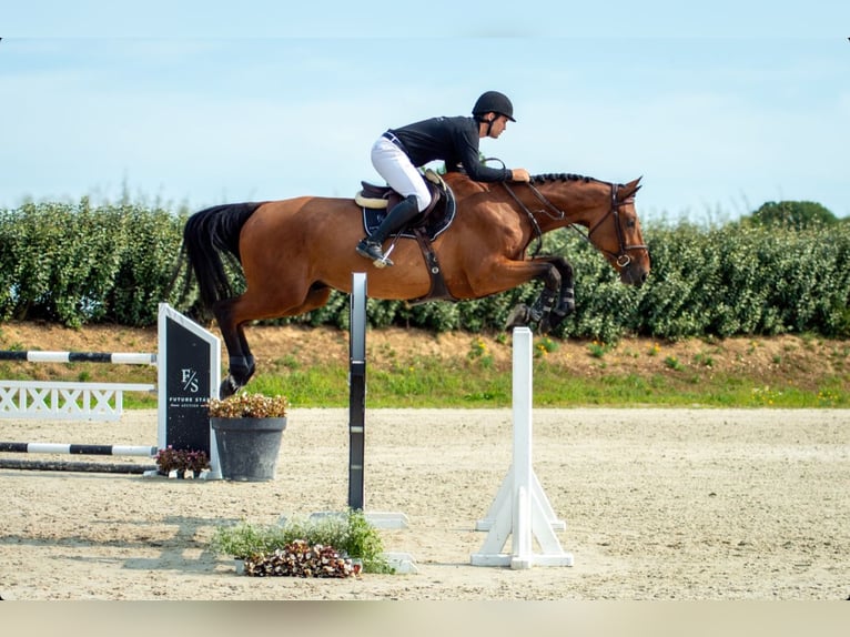 Zangersheide Castrone 5 Anni 173 cm Baio in Lille