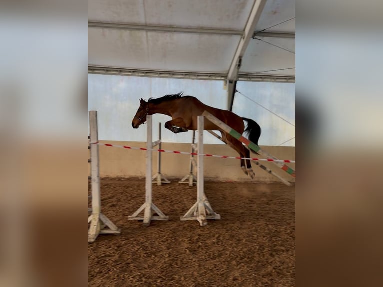 Zangersheide Castrone 5 Anni 173 cm Baio ciliegia in Ventspils