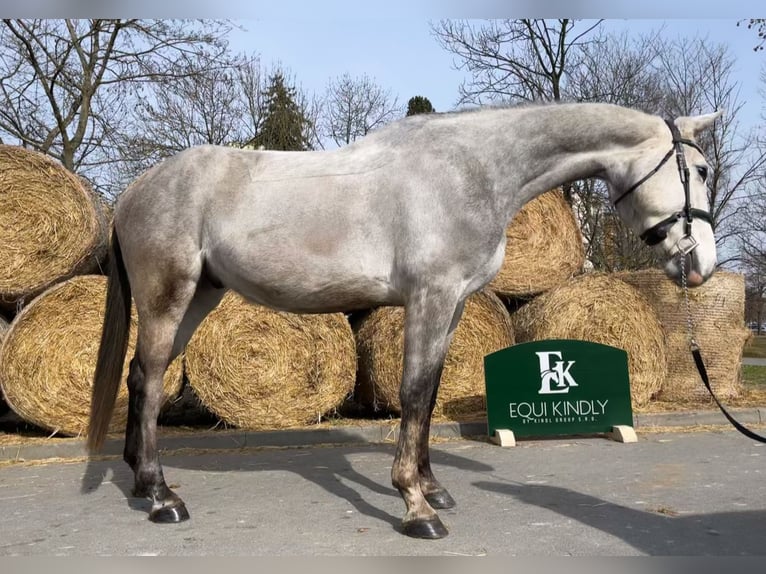 Zangersheide Castrone 5 Anni 173 cm Grigio in Prague