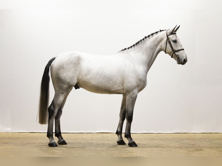Zangersheide Castrone 5 Anni 173 cm Grigio in Waddinxveen