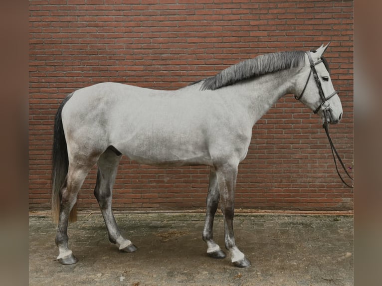 Zangersheide Castrone 5 Anni 173 cm Grigio in Wierden