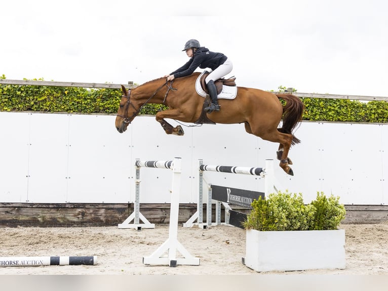 Zangersheide Castrone 5 Anni 173 cm Sauro in Waddinxveen
