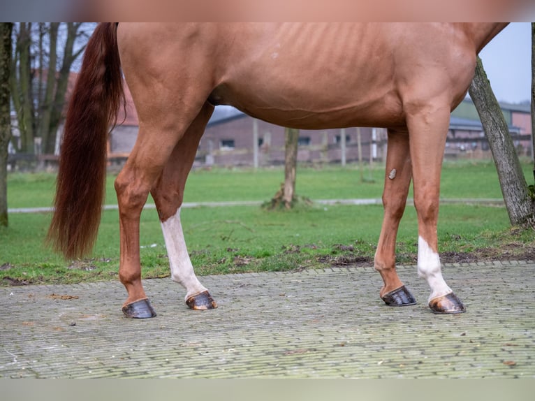 Zangersheide Castrone 5 Anni 174 cm in GROTE-BROGEL