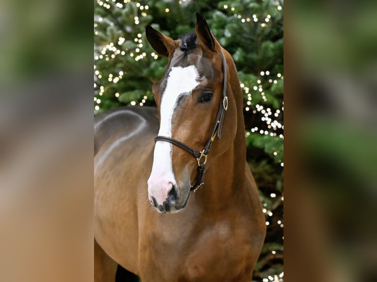 Zangersheide Castrone 5 Anni 175 cm Baio ciliegia in Wolbrom