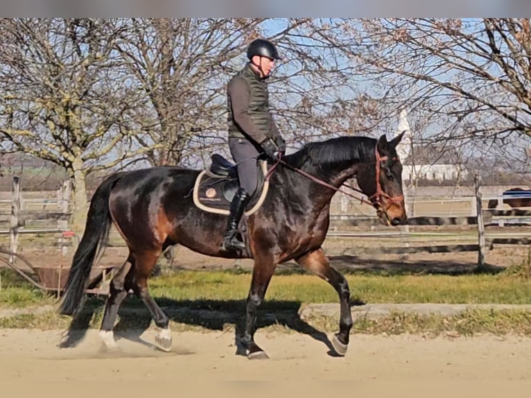 Zangersheide Castrone 5 Anni 175 cm Baio scuro in Schattendorf