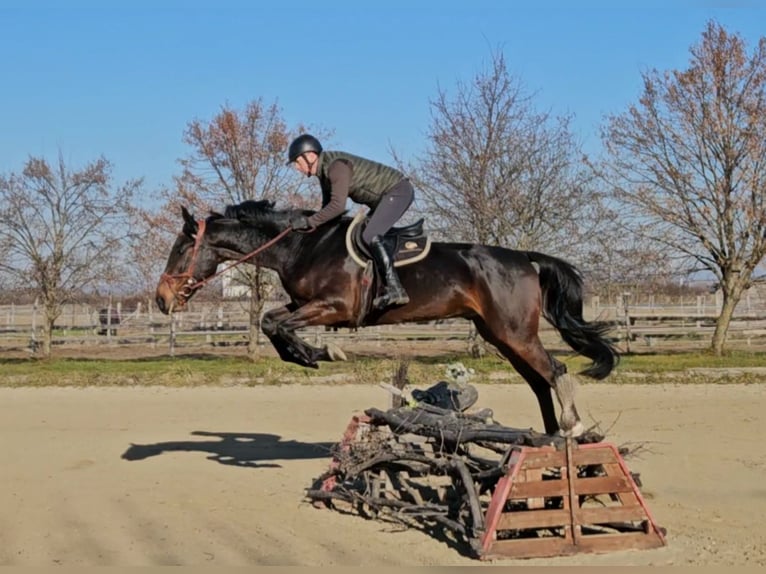 Zangersheide Castrone 5 Anni 175 cm Baio scuro in Schattendorf