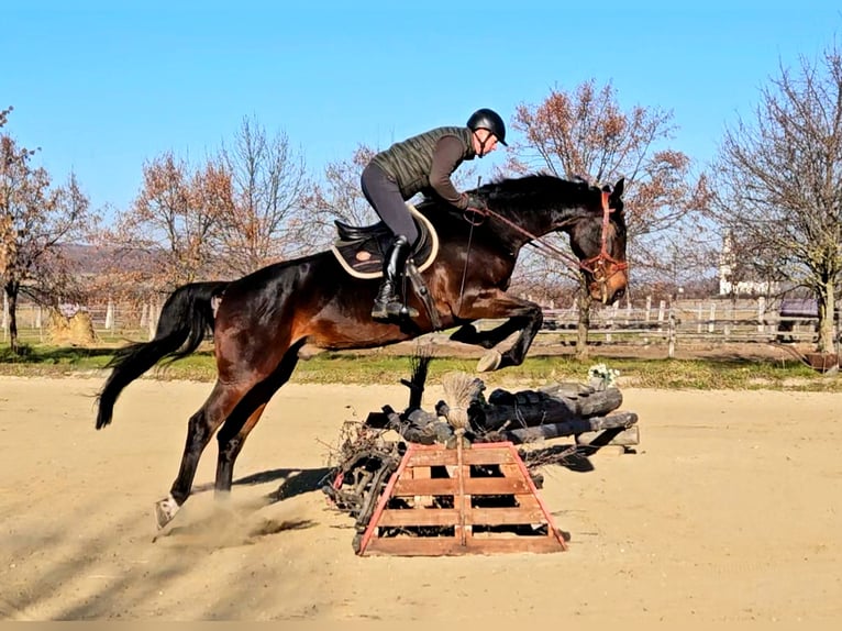 Zangersheide Castrone 5 Anni 175 cm Baio scuro in Schattendorf