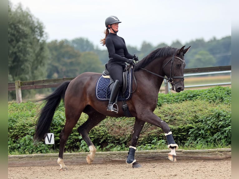 Zangersheide Castrone 5 Anni 175 cm Morello in M&#xFC;nster