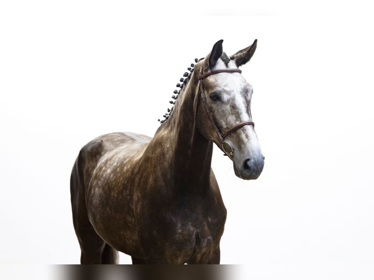 Zangersheide Castrone 5 Anni 175 cm Sauro scuro in Waddinxveen