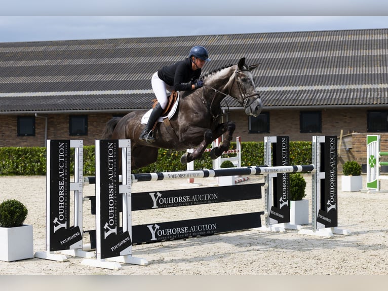 Zangersheide Castrone 5 Anni 175 cm Sauro scuro in Waddinxveen