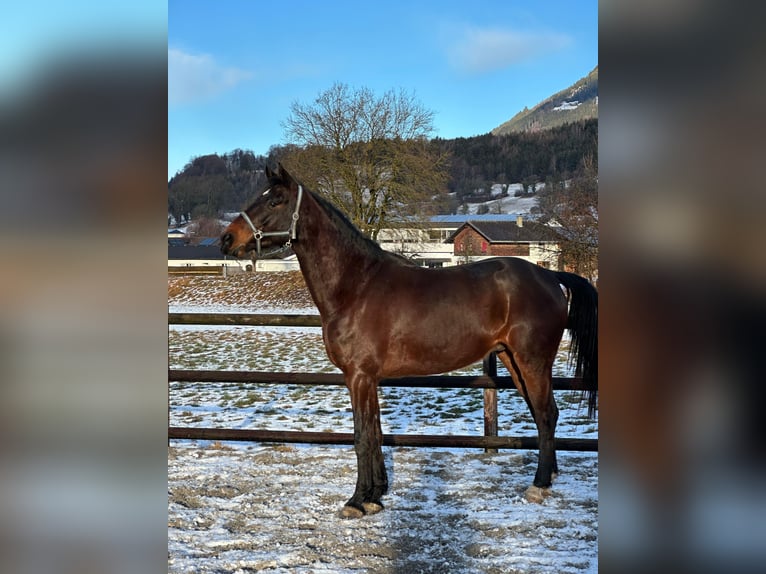 Zangersheide Castrone 5 Anni 176 cm Baio in Oberriet