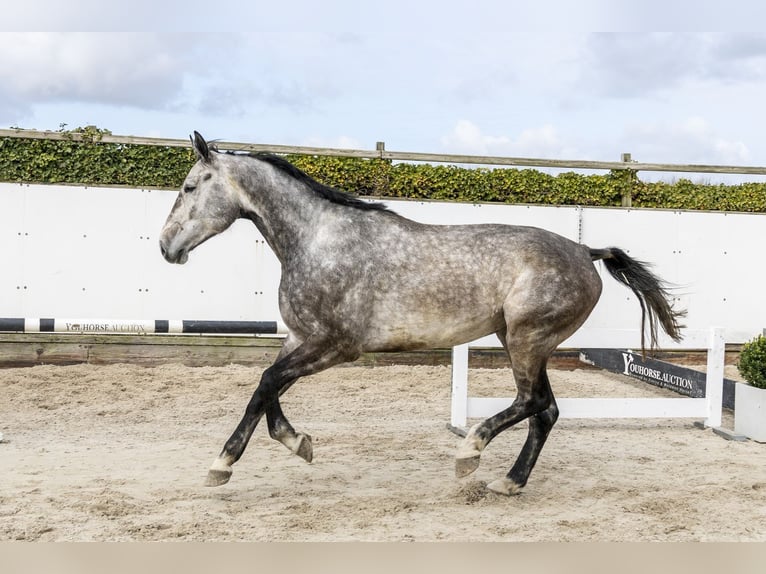 Zangersheide Castrone 5 Anni 176 cm Baio scuro in Waddinxveen