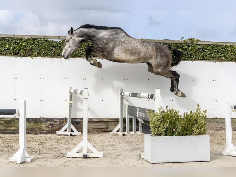 Zangersheide Castrone 5 Anni 176 cm Baio scuro in Waddinxveen