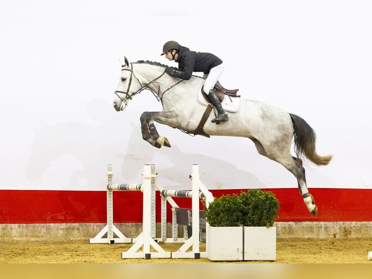 Zangersheide Castrone 5 Anni 176 cm  in Waddinxveen
