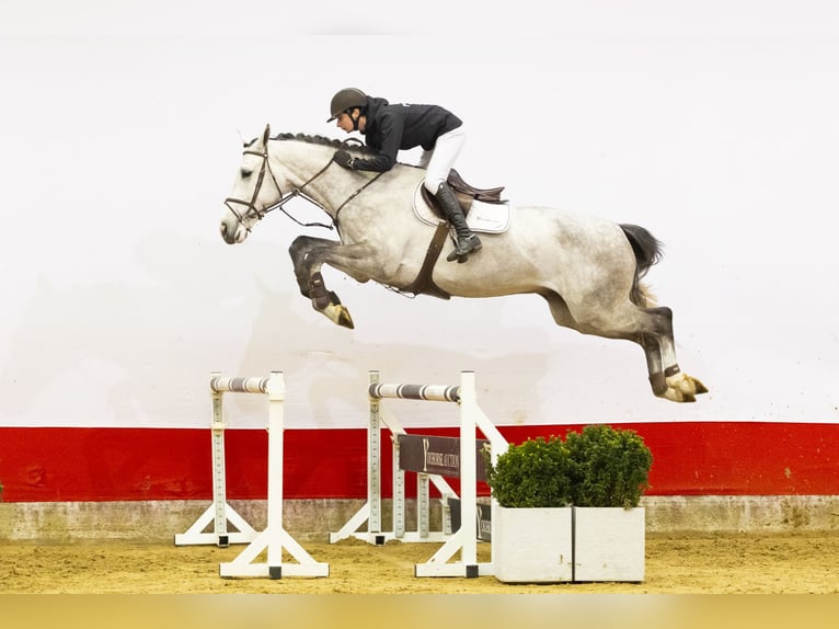 Zangersheide Castrone 5 Anni 176 cm Grigio in Waddinxveen