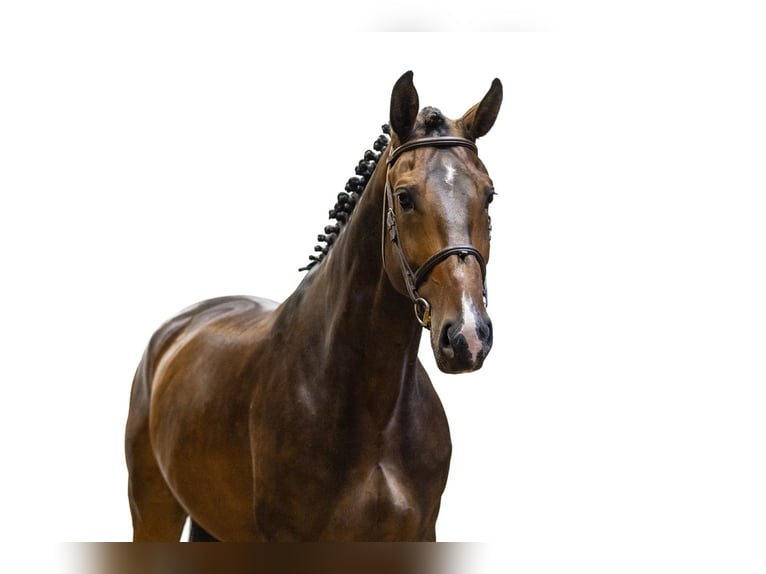 Zangersheide Castrone 5 Anni 179 cm Baio in Waddinxveen