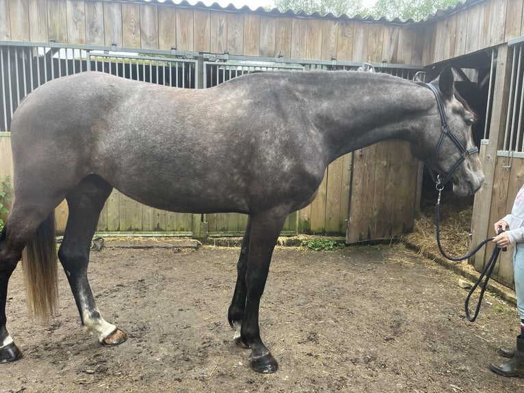 Zangersheide Castrone 5 Anni 179 cm Grigio in La Chapelle-des-Marais