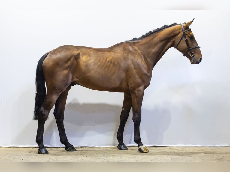 Zangersheide Castrone 5 Anni 180 cm  in Waddinxveen
