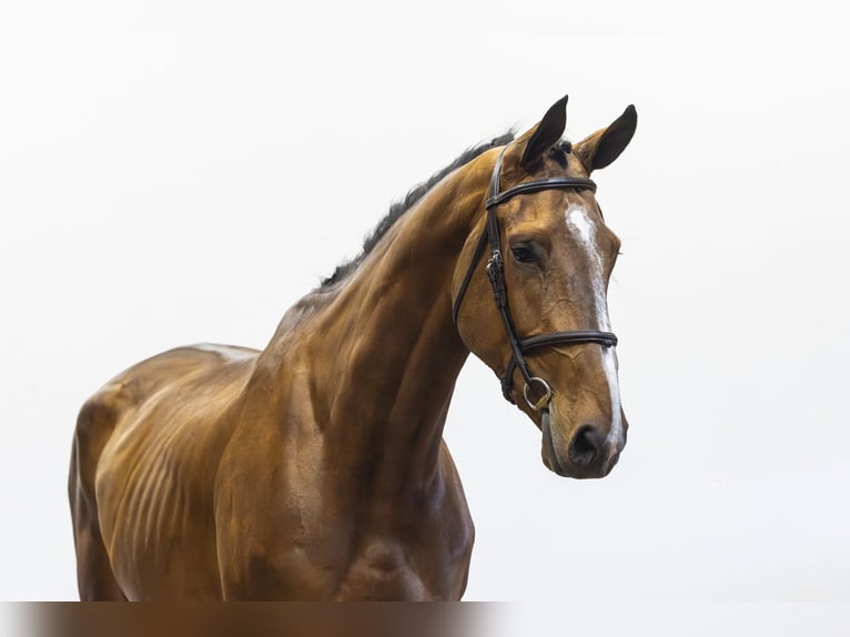 Zangersheide Castrone 5 Anni 180 cm  in Waddinxveen