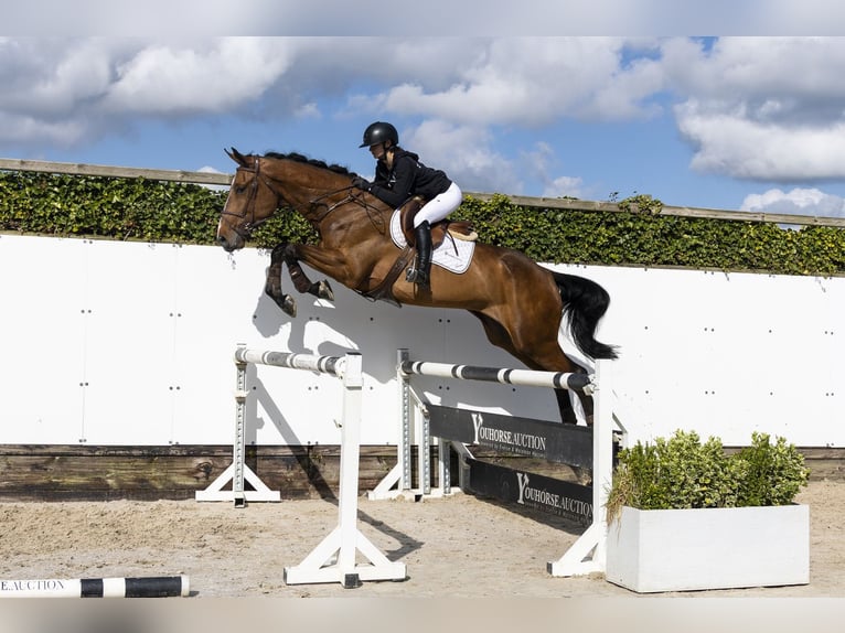 Zangersheide Castrone 5 Anni 180 cm  in Waddinxveen