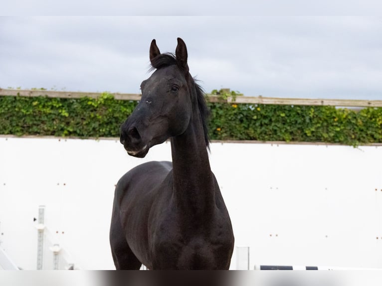 Zangersheide Castrone 5 Anni Baio nero in Waddinxveen Zangersheide Castrone 5 Anni Baio nero in Waddinxveen