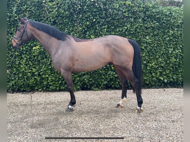 Zangersheide Castrone 6 Anni 163 cm Baio in Bocholtz