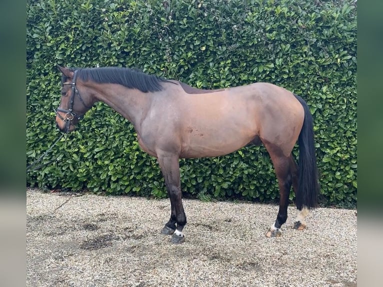 Zangersheide Castrone 6 Anni 163 cm Baio in Bocholtz