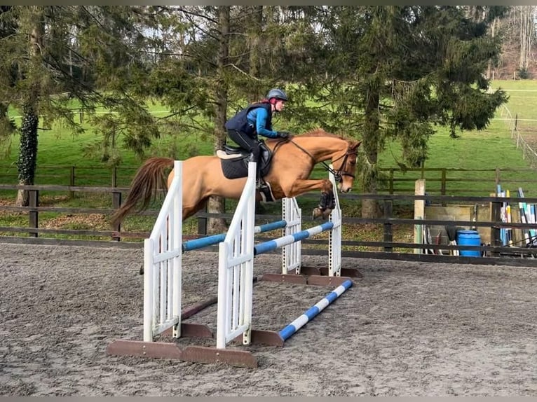 Zangersheide Mix Castrone 6 Anni 163 cm Sauro scuro in Hascombe, Surrey
