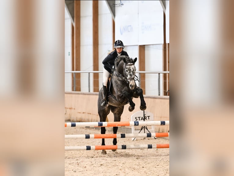 Zangersheide Castrone 6 Anni 164 cm Grigio in Rzeczna