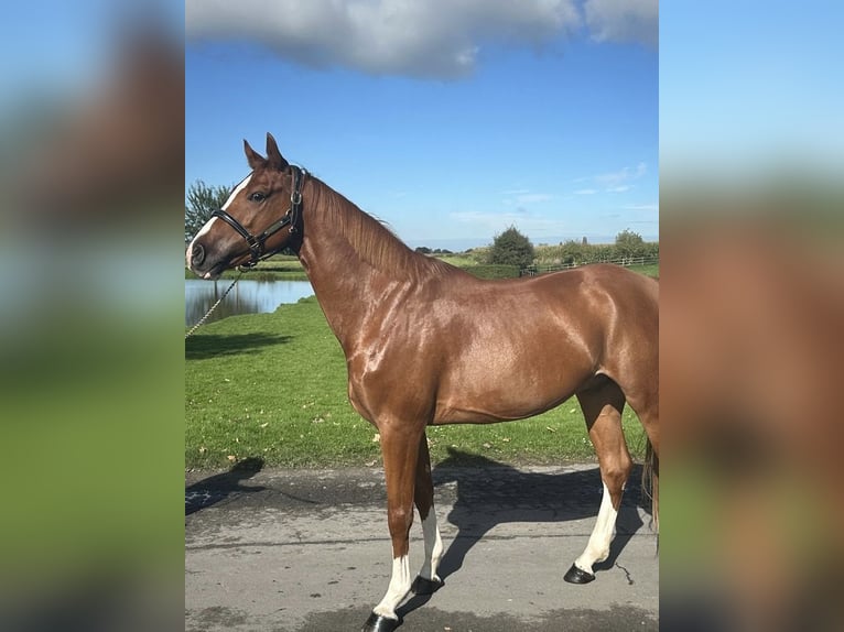 Zangersheide Castrone 6 Anni 164 cm Sauro scuro in Bordeaux