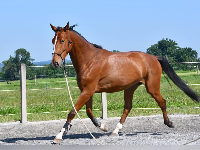 Zangersheide Castrone 6 Anni 165 cm Baio in Alosen
