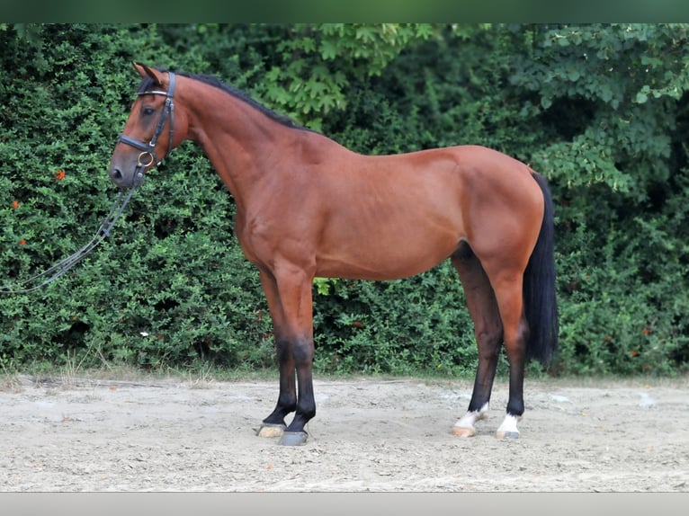 Zangersheide Castrone 6 Anni 165 cm Baio in Schattendorf