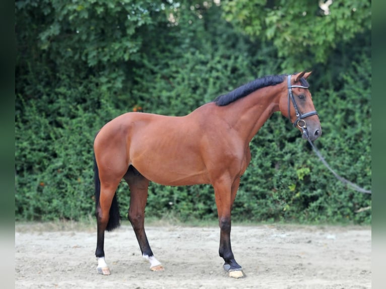 Zangersheide Castrone 6 Anni 165 cm Baio in Schattendorf