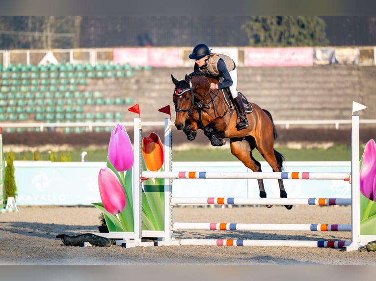 Zangersheide Castrone 6 Anni 165 cm Baio ciliegia in Żyrardów