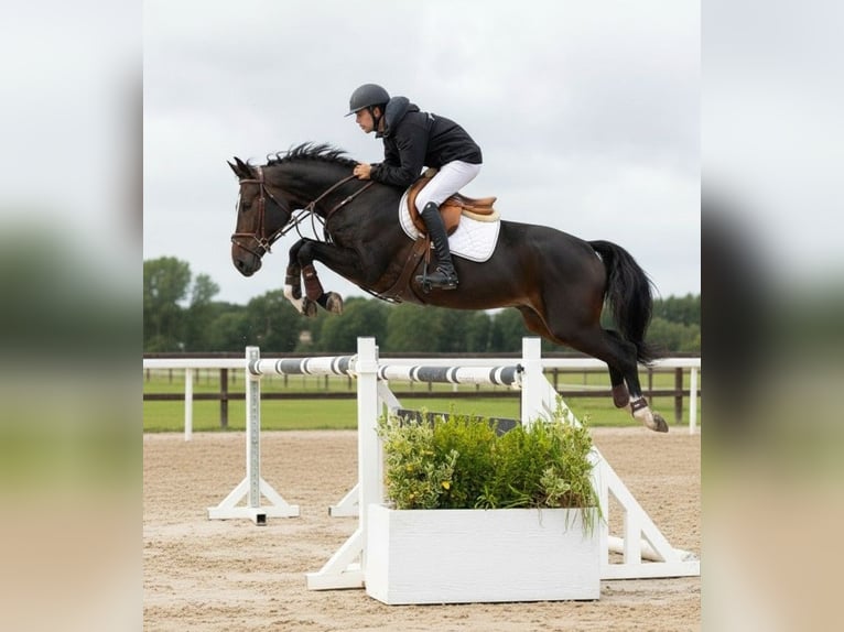 Zangersheide Castrone 6 Anni 165 cm Baio scuro in grez doiceau