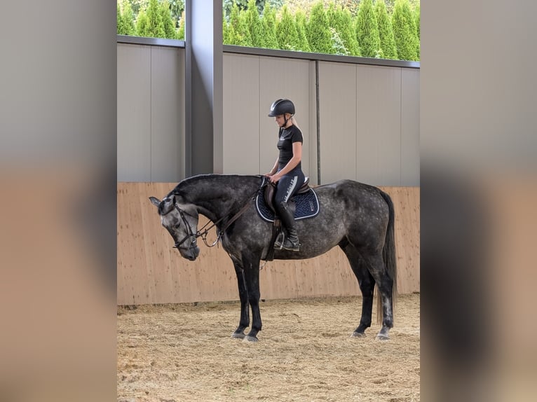 Zangersheide Castrone 6 Anni 165 cm Grigio in Dingelstädt