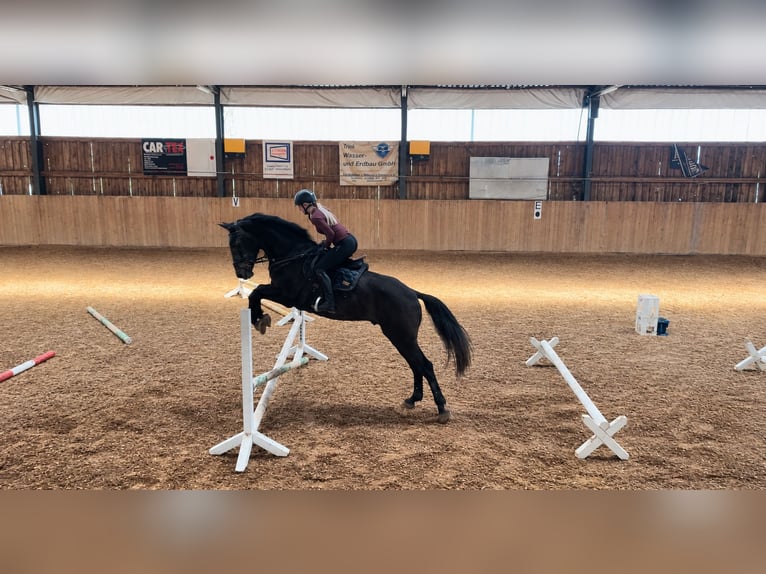 Zangersheide Castrone 6 Anni 165 cm Grigio in Dingelstädt
