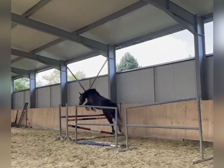 Zangersheide Castrone 6 Anni 165 cm Grigio in Dingelstädt