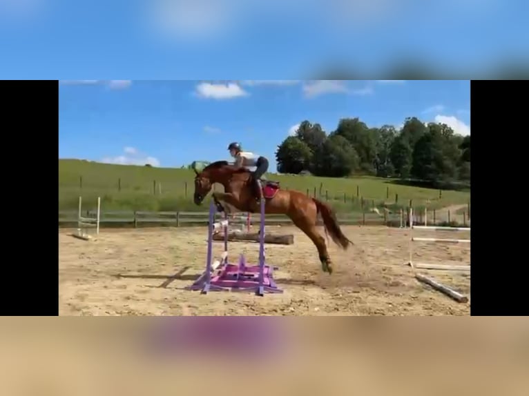 Zangersheide Castrone 6 Anni 165 cm Sauro in Mr&#x105;gowo