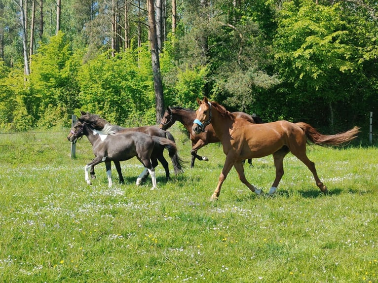 Zangersheide Castrone 6 Anni 165 cm Sauro in Mr&#x105;gowo
