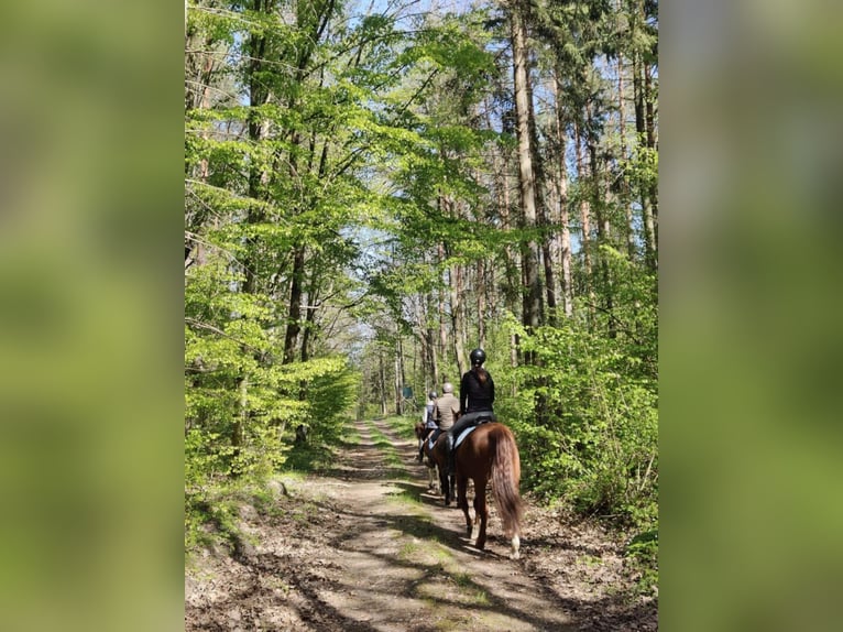Zangersheide Castrone 6 Anni 165 cm Sauro in Mr&#x105;gowo