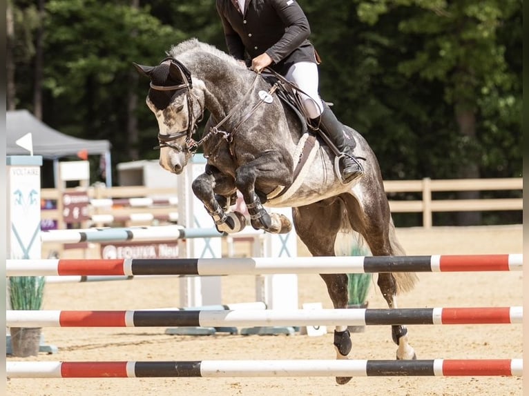 Zangersheide Castrone 6 Anni 166 cm Grigio pezzato in Kümmersbruck