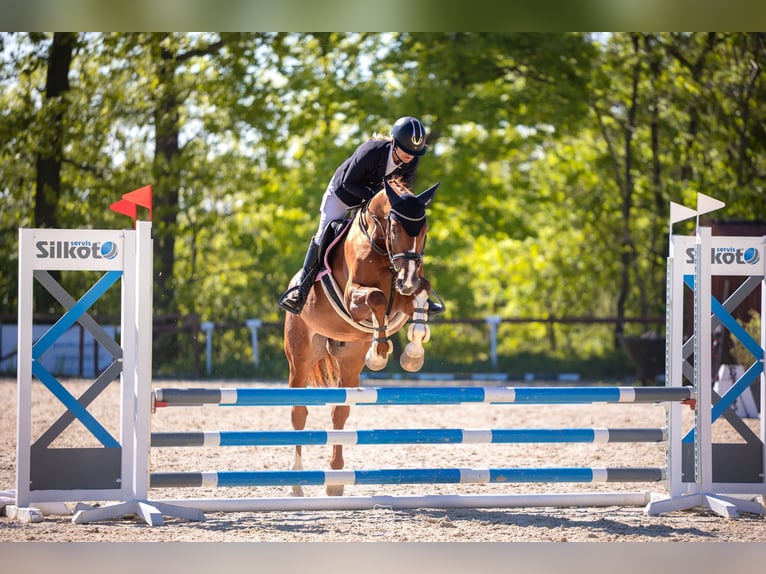 Zangersheide Castrone 6 Anni 166 cm Sauro scuro in Brno