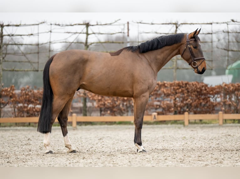 Zangersheide Castrone 6 Anni 167 cm Baio in Goch