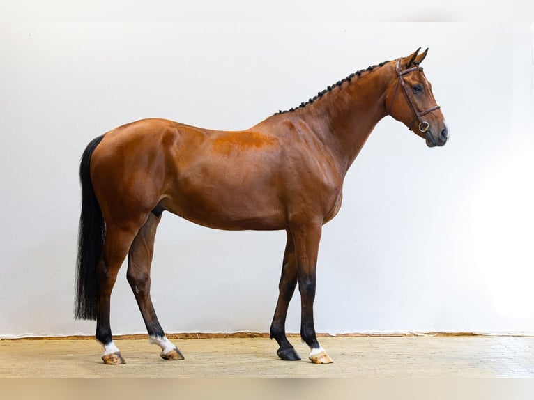 Zangersheide Castrone 6 Anni 167 cm Baio in Waddinxveen