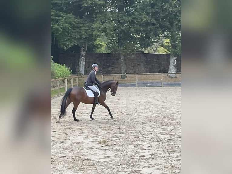 Zangersheide Castrone 6 Anni 167 cm Baio scuro in Bordeaux