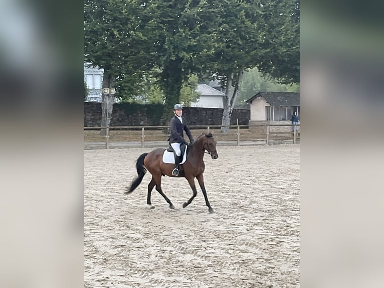 Zangersheide Castrone 6 Anni 167 cm Baio scuro in Bordeaux