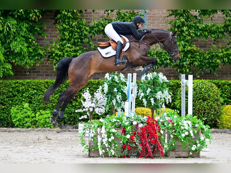Zangersheide Castrone 6 Anni 167 cm Baio scuro in Bladel