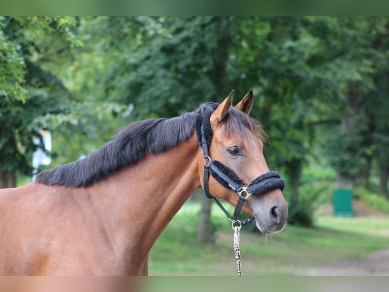 Zangersheide Castrone 6 Anni 168 cm Baio in Darmstadt