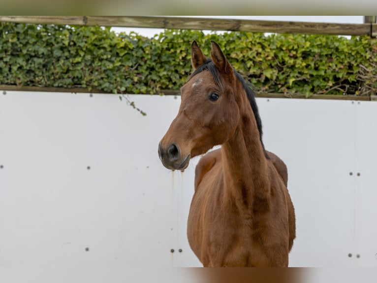 Zangersheide Castrone 6 Anni 169 cm Baio in Waddinxveen
